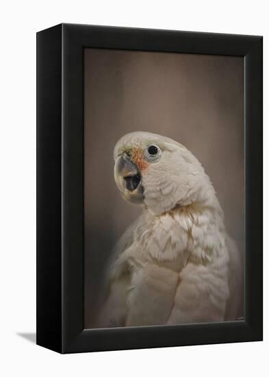 Lots to Say Cockatoo-Jai Johnson-Framed Premier Image Canvas