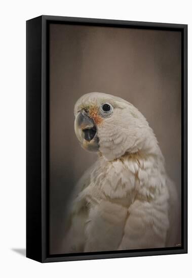 Lots to Say Cockatoo-Jai Johnson-Framed Premier Image Canvas