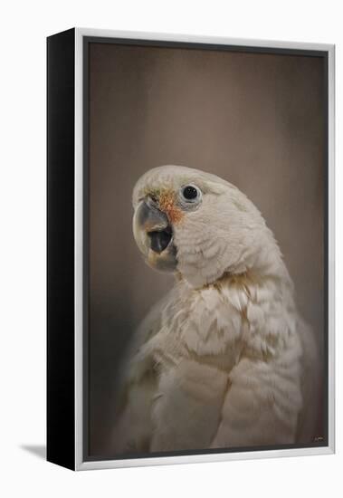 Lots to Say Cockatoo-Jai Johnson-Framed Premier Image Canvas