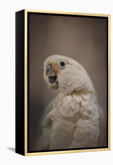 Lots to Say Cockatoo-Jai Johnson-Framed Premier Image Canvas