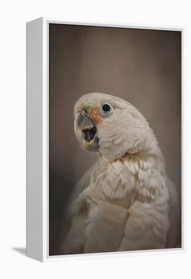 Lots to Say Cockatoo-Jai Johnson-Framed Premier Image Canvas