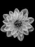 Chrysanthemum-Lotte Grønkjær-Framed Photographic Print