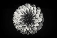 Chrysanthemum-Lotte Grønkjær-Photographic Print