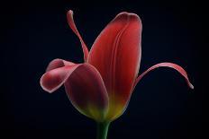 First Tulip-Lotte Gronkjaer-Photographic Print