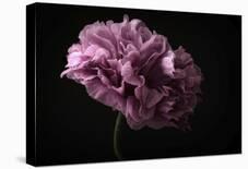 First Tulip-Lotte Gronkjaer-Photographic Print