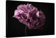 First Tulip-Lotte Gronkjaer-Photographic Print