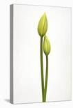 First Tulip-Lotte Gronkjaer-Photographic Print