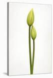 First Tulip-Lotte Gronkjaer-Photographic Print