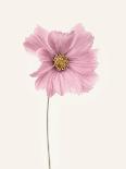 Ranunculus-Lotte Gronkjar-Mounted Photographic Print