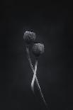 Same tulip : front- and backview-Lotte Gronkjar-Photographic Print