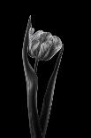 Rembrandt tulip-Lotte Gronkjar-Photographic Print