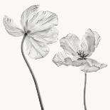 Ranunculus-Lotte Gronkjar-Mounted Photographic Print