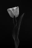 Tulip-Lotte Gronkjar-Photographic Print