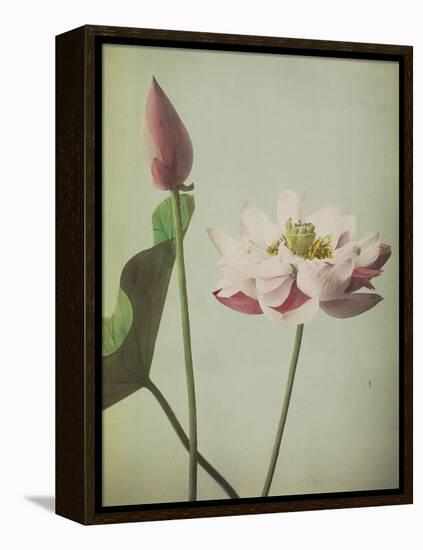 Lotus, 1896-Kazumasa Ogawa-Framed Premier Image Canvas