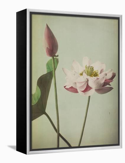 Lotus, 1896-Kazumasa Ogawa-Framed Premier Image Canvas