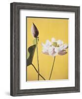 Lotus, 19th Century-Ogawa Kazuma-Framed Giclee Print