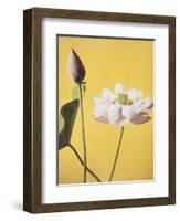 Lotus, 19th Century-Ogawa Kazuma-Framed Giclee Print