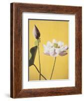 Lotus, 19th Century-Ogawa Kazuma-Framed Giclee Print