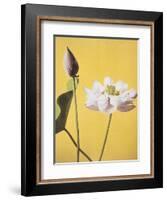 Lotus, 19th Century-Ogawa Kazuma-Framed Giclee Print