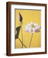 Lotus, 19th Century-Ogawa Kazuma-Framed Giclee Print