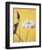 Lotus, 19th Century-Ogawa Kazuma-Framed Giclee Print