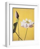 Lotus, 19th Century-Ogawa Kazuma-Framed Giclee Print