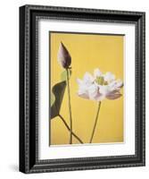 Lotus, 19th Century-Ogawa Kazuma-Framed Giclee Print