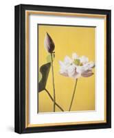 Lotus, 19th Century-Ogawa Kazuma-Framed Giclee Print