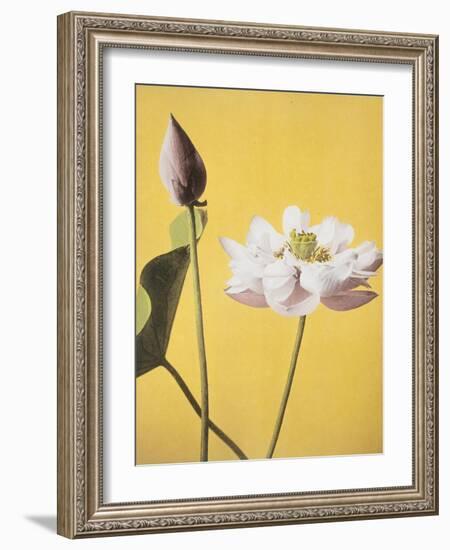 Lotus, 19th Century-Ogawa Kazuma-Framed Giclee Print