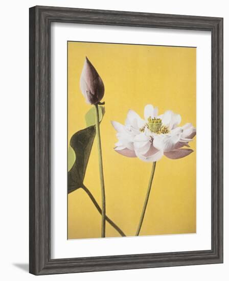 Lotus, 19th Century-Ogawa Kazuma-Framed Giclee Print