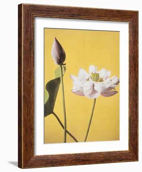 Lotus, 19th Century-Ogawa Kazuma-Framed Giclee Print