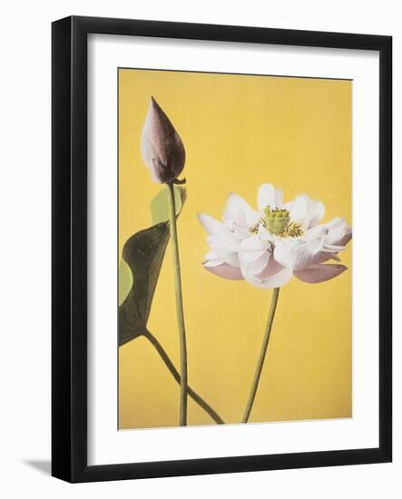 Lotus, 19th Century-Ogawa Kazuma-Framed Giclee Print