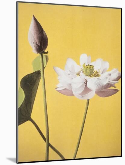 Lotus, 19th Century-Ogawa Kazuma-Mounted Giclee Print