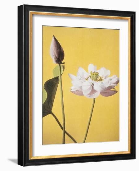 Lotus, 19th Century-Ogawa Kazuma-Framed Giclee Print