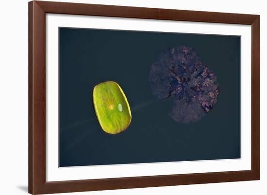 Lotus and Zen-Nhiem Hoang The-Framed Giclee Print