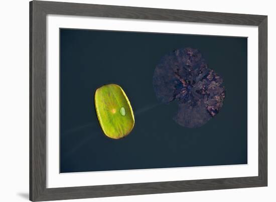 Lotus and Zen-Nhiem Hoang The-Framed Giclee Print