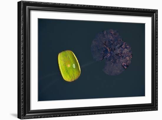 Lotus and Zen-Nhiem Hoang The-Framed Giclee Print