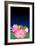 Lotus at Dark Night-Ikuko Kowada-Framed Giclee Print