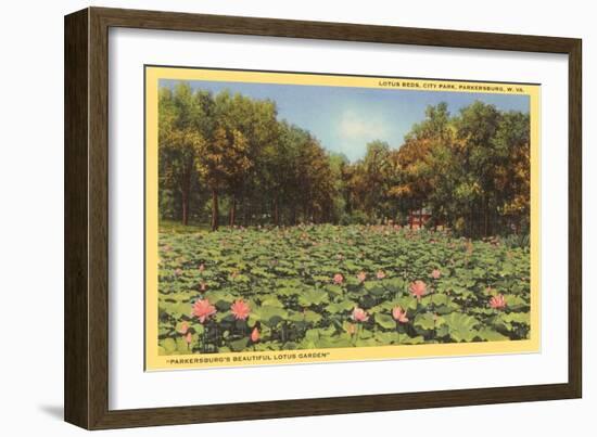 Lotus Beds, Parkersburg, West Virginia-null-Framed Art Print