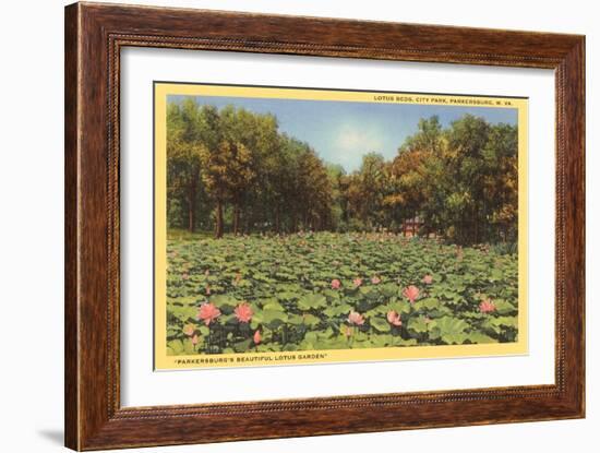 Lotus Beds, Parkersburg, West Virginia-null-Framed Art Print