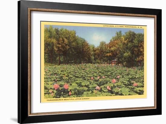 Lotus Beds, Parkersburg, West Virginia-null-Framed Art Print