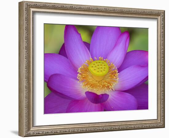 Lotus Bloom in the Summer, North Carolina, Usa-Joanne Wells-Framed Photographic Print