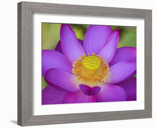 Lotus Bloom in the Summer, North Carolina, Usa-Joanne Wells-Framed Photographic Print