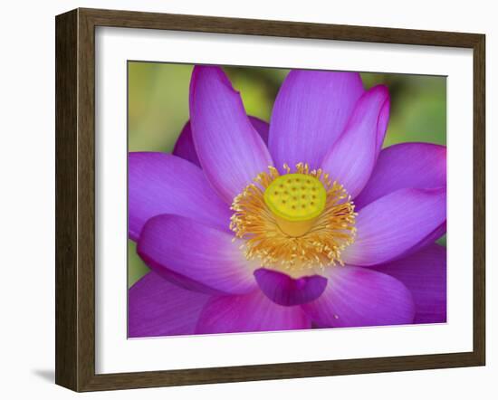 Lotus Bloom in the Summer, North Carolina, Usa-Joanne Wells-Framed Photographic Print