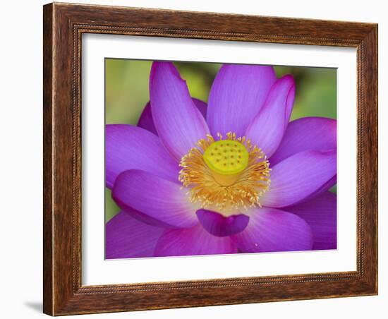 Lotus Bloom in the Summer, North Carolina, Usa-Joanne Wells-Framed Photographic Print