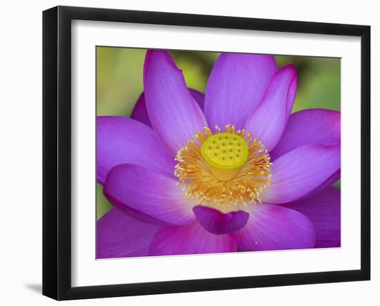 Lotus Bloom in the Summer, North Carolina, Usa-Joanne Wells-Framed Photographic Print