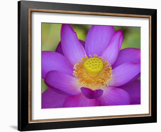 Lotus Bloom in the Summer, North Carolina, Usa-Joanne Wells-Framed Photographic Print