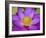 Lotus Bloom in the Summer, North Carolina, Usa-Joanne Wells-Framed Photographic Print