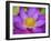 Lotus Bloom in the Summer, North Carolina, Usa-Joanne Wells-Framed Photographic Print