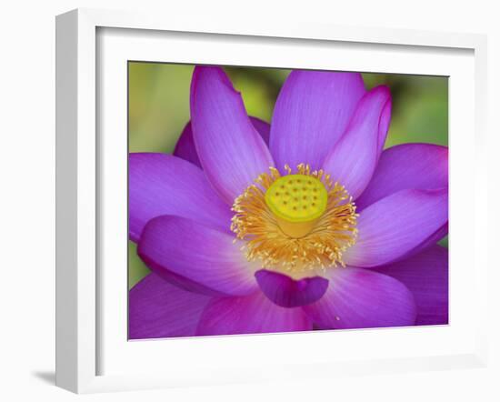 Lotus Bloom in the Summer, North Carolina, Usa-Joanne Wells-Framed Photographic Print